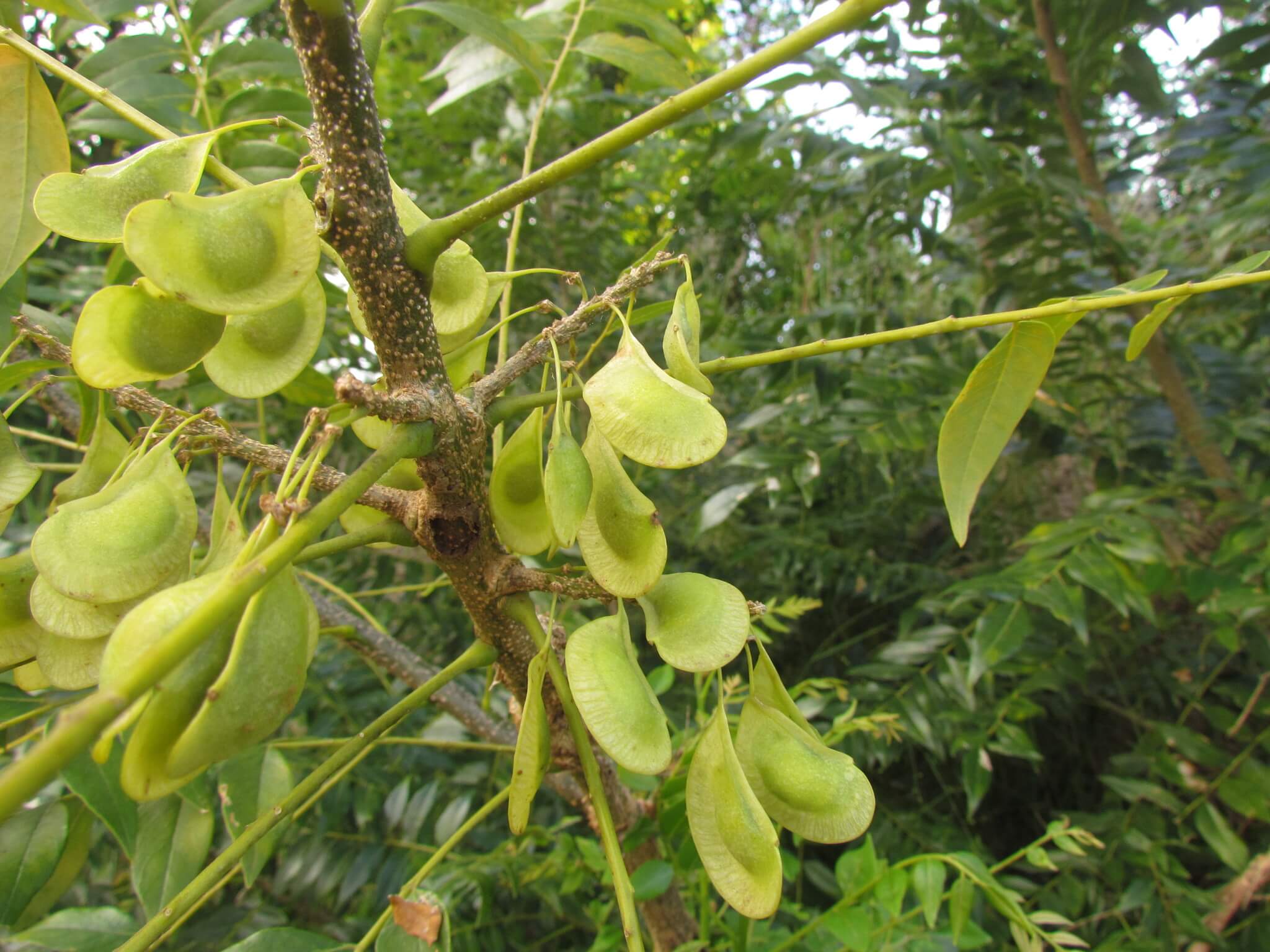 Ateleia gummifera